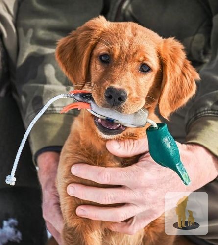 Did you know that the right training tools can make all the difference in your pup’s development?

The Dokken Puppy Mallard is here to transform those early training sessions! 🌟 

With its lifelike swinging head and lightweight design, this little 21cm marvel is perfect for sparking your puppy’s instincts. 

Watch as they learn, play, and grow with this engaging tool in their paws.

Available now for £14.99!

👉 https://ssdlr.shop/l/a7c7cfae

#PuppyTraining #DokkenDummy #DogLovers #TrainingTools #HappyPups