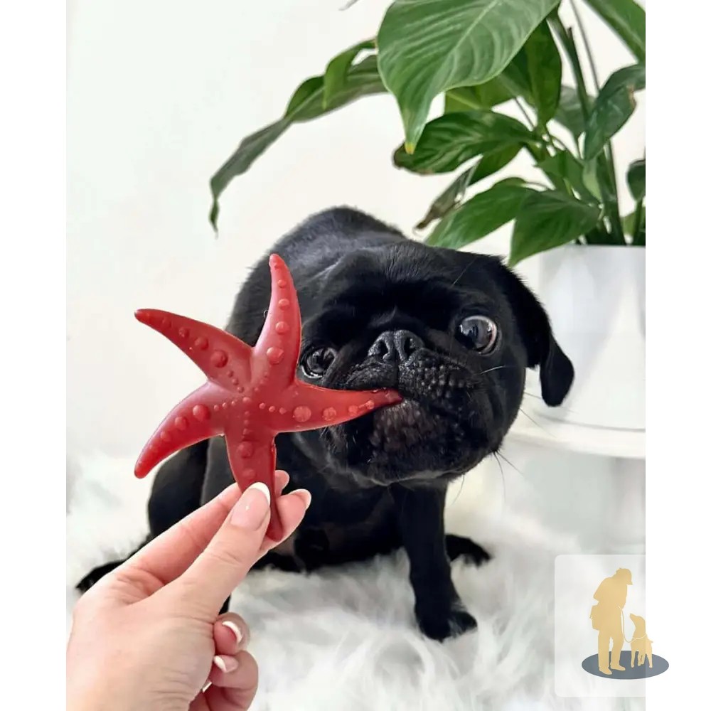 Ever seen a starfish that your dog can actually chew? 🌟 

Meet the Apple & Mint Starfish! 

These delightful chews are not just playful in shape; they’re crafted with 100% natural ingredients. 

Perfect for medium and large dogs, they promote good oral hygiene while keeping tails wagging. 

Bulk buy now so you never run out of your pup's favorite treat! Available now for £1.95. 

Click to grab yours: https://ssdlr.shop/l/25fc7155 

#GundogLife #DogLovers #HealthyTreats #PetCare #ChewTime