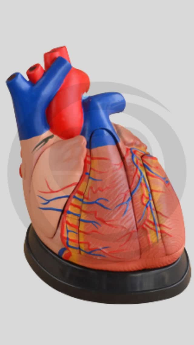 Ever wondered what your heart really looks like? ❤️ 

Discover the intricate beauty of the human heart with our Anatomical Heart Model! 

This detailed, durable model showcases the heart's morphology, allowing you to explore the external and internal structures, plus the major blood vessels. 

Perfect for students, educators, or anyone fascinated by human anatomy! 

Now at 118,089.75 Kz, it’s an affordable way to enhance your understanding of this vital organ. 

Grab yours today: https://ssdlr.shop/l/72aa8a3d 

#HeartAnatomy #Education #HealthScience #Learning #AnatomyModel