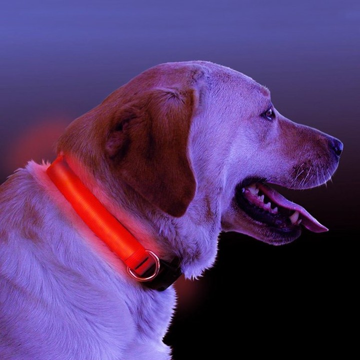 Mario's Choice llc
LED Light Up Dog Collar – Night Safety Rechargeable Pet Collar (Multiple Colors & Sizes)
 #petsupplies #pethealth #cattreats #petfashion #petadventures #petcommunity #pethygiene #furbabies #petgrooming #petwellness
Click the link in my BIO to see this and all our products