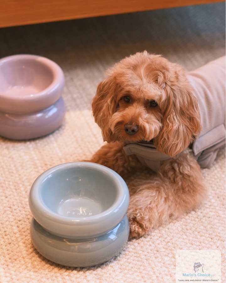 Did you know your pet's bowl can impact their health? 🐾

Our Ergonomic Pet Bowl is designed to make mealtime a breeze! With a perfect angle for better posture, it reduces neck strain and minimizes spills. Plus, it's super easy to clean!

Give your furry friend the comfort they deserve. 

#PetHealth #ErgonomicBowl #HappyPets #PetSupplies #ModernDesign